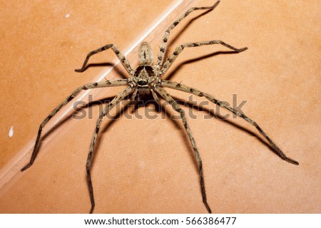 Giant spider on tile orange inside home. Royalty-Free Stock Photo #566386477