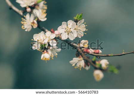 branch of blossoming apricot tree as a symbol of the coming spring. toned picture and selective focus