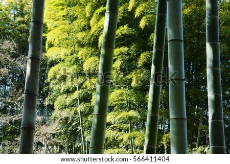 Bamboo forest / Japan Kanagawa-ken Oiso-machi Joyama-park