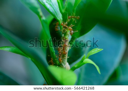 Small red ant on tree