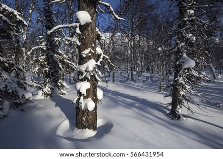 Winter mountain spruce forest North Urals snow14