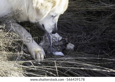 Dog eating a dead and hunted rabbit, animals