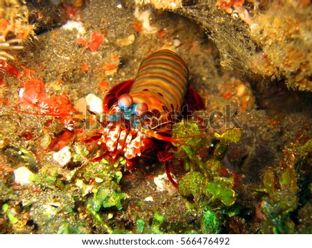 mantis shrimp underwater