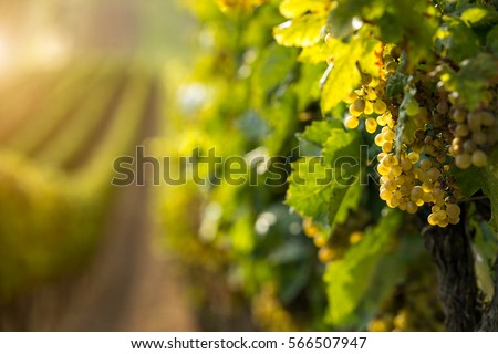 White wine grapes in the vineyard Royalty-Free Stock Photo #566507947
