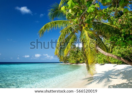 Beach with Palm Trees on the Maldives