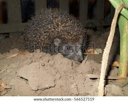 European hedgehog searching food in the garden. (Erinaceus europaeus)