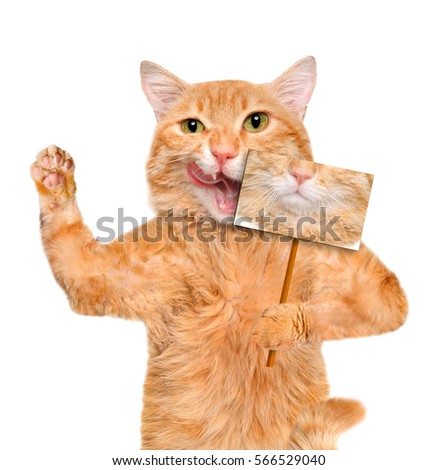 Cat holding a photo with cat mouth.  Isolated on white.