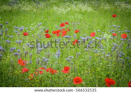 lovely impressive picture of poppies in red on a meadow in sunlight