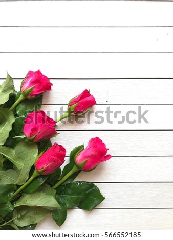 Pink roses put on the white wooden background, close up, top view