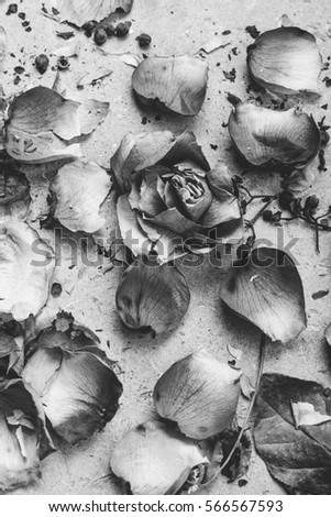 dry yellow roses on a concrete background