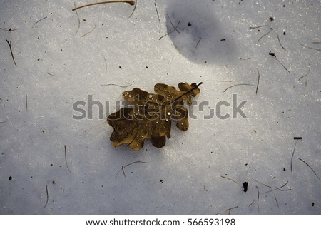 Dry leaf with drops on the snow, early spring