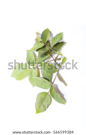 High Resolution green leaf of rose bush isolated on white background