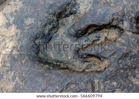 Real dinosaur footprint , Thailand. Royalty-Free Stock Photo #566609794