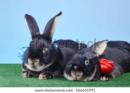 Cute black rabbit with blue ribbon flirting with another rabbit with a red ribbon