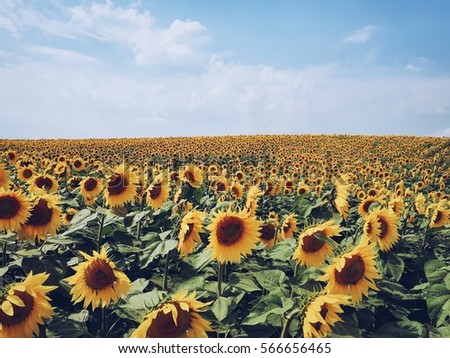 Yellow sunflower field lit by the sun. Picturesque and gorgeous scene. Location place Ukraine, Europe. Beauty world. Mobile photography.