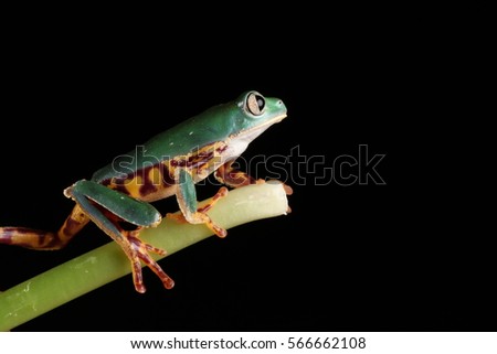 tiger legged tree frog - studio photo against black background