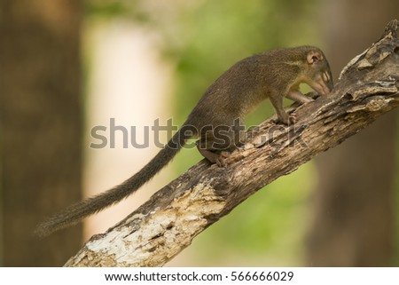 Brown Squirrel,Tupaia glis (Treeshrew)