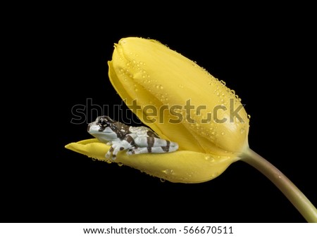 milk frog inside yellow tulip with water droplets - studio photo