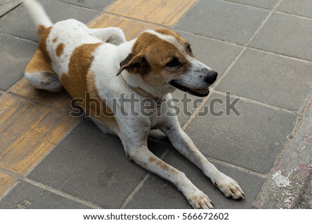 Dog resting on the sidewalk on a hot sunny day sunset