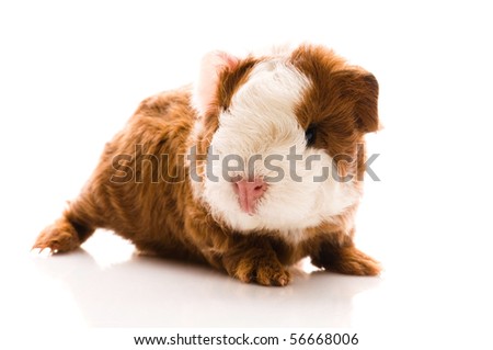 newborn guinea pig