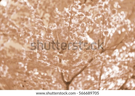 Blurred  background abstract and can be illustration to article of Sakura flower 
