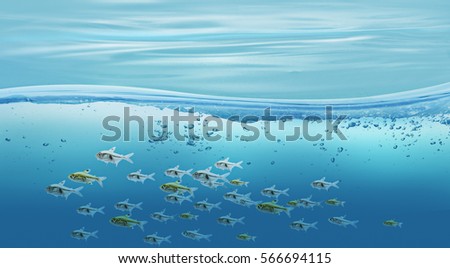 fish in water line