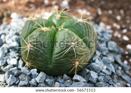 Cactus close up picture.