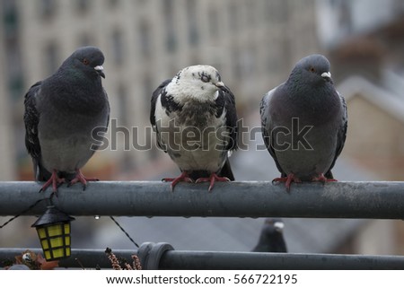 three pigeons in the city in the rain close up (all different colours) 