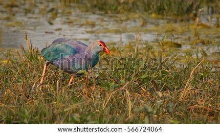 Purple Swamp Hen in a marshland searching for food