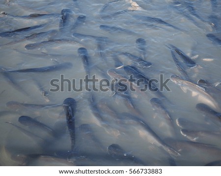 big swarm of catfish