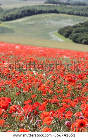 Poppy fields in France in the Pas de Calais