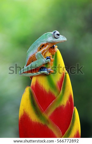 Flying frog sitting on branch, beautiful tree frog on branch, rachophorus reinwardtii, Javan tree frog