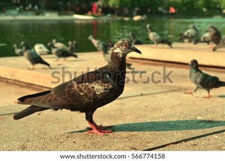 Old picture Dove in public park