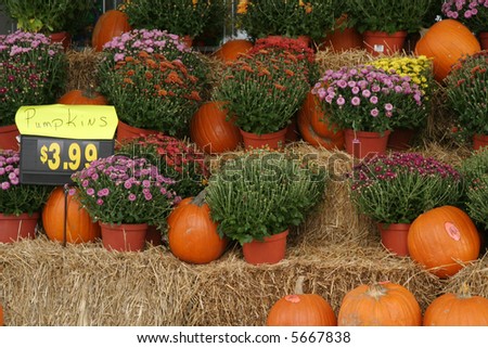 Picture of mums and pumpkins for sale in a holiday display. Sign says "pumpkins 3.99"