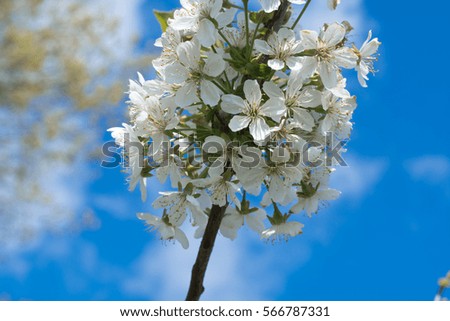Blossom apple over nature background, spring flowers