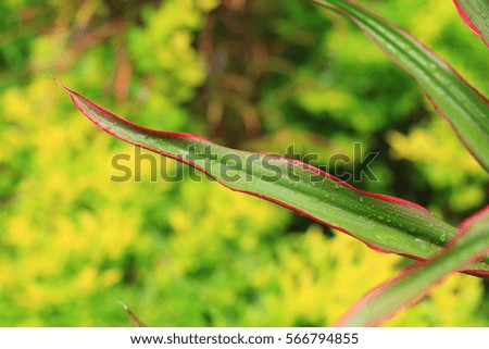 red leaf with green background