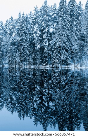 Snow covered trees reflecting in pond