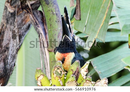Wild Collard Aracari Toucan eating a banana from a tree