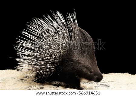Porcupine with prickle isolated on black background, wild animal