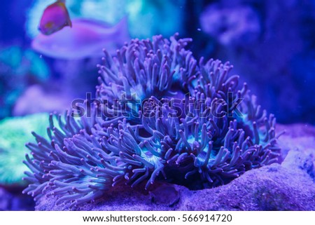 Corals in the aquarium