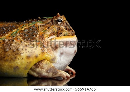 Argentine Horned Frog or Pac-man, Ceratophrys ornata isolated on black background with reflection