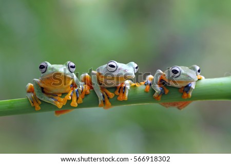 Three flying frog sitting on branch , Flying frog closeup face on branch, Javan tree frog closeup image, rhacophorus reinwartii on green leaves
