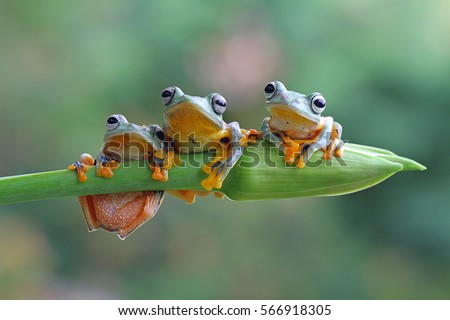 Three flying frog sitting on branch , wallace tree frog, Three Javan tree frog sitting on green leaves Royalty-Free Stock Photo #566918305