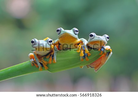 Three flying frog sitting on branch , wallace tree frog, Three Javan tree frog sitting on green leaves Royalty-Free Stock Photo #566918326