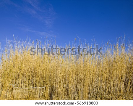 Tall grass in the American Southwest