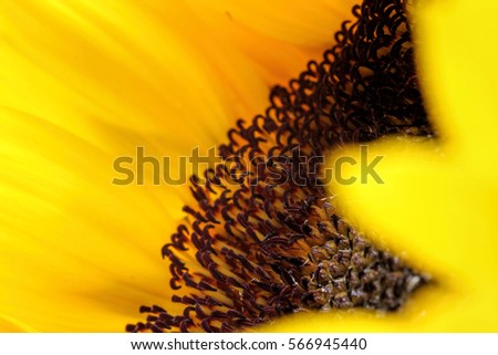 radiant warmth on a light background sunflowers close up are the happiest of all flowers and their meanings include loyalty and longevity/sunflower petals close up/side view/
star