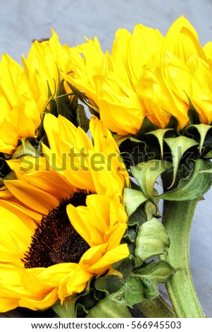 radiant warmth on a light background sunflowers close up are the happiest of all flowers and their meanings include loyalty and longevity/three happy sunflowers on light background/marvelous