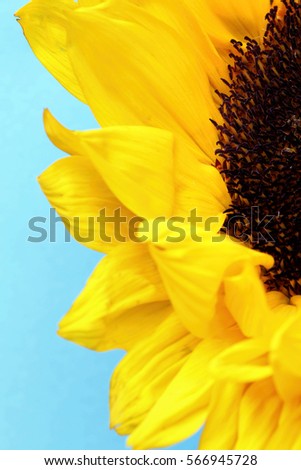radiant warmth on a blue background sunflowers close up are the happiest of all flowers and their meanings include loyalty and longevity/bright sunflower close up on a blue background/ rise and shine