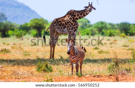 Zebra and giraffe in Tsavo East, Kenya.
