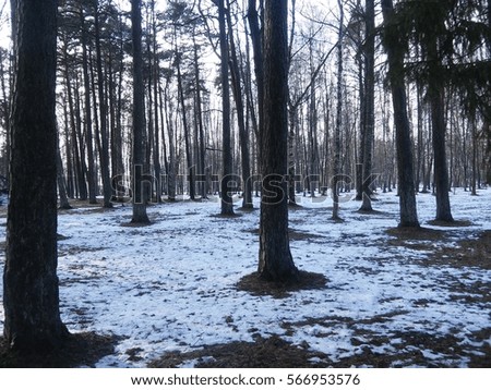 Forest in winter in Lithuania